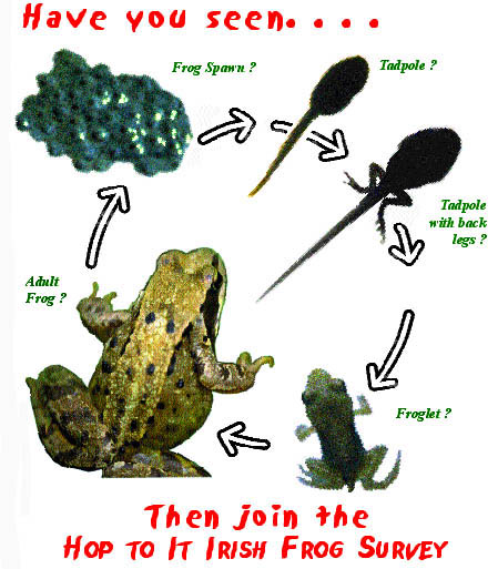 frog-factsheet-irish-peatland-conservation-council-ipccirish
