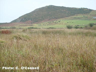 Fens in Ireland FactsheetIrish Peatland Conservation Council