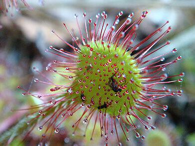 Drosera rotundifolia Sundew